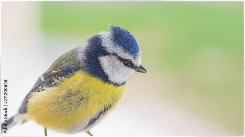 Fototapeta premium La mésange 