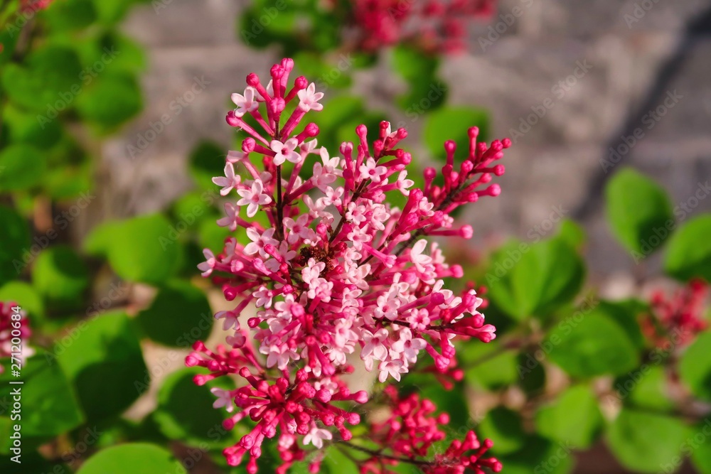 blumen, ein geschenk der natur blumen, ein geschenk der natur