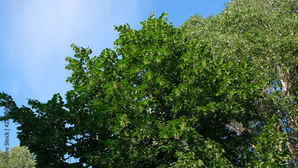blooming linden against the sky blooming linden against the sky