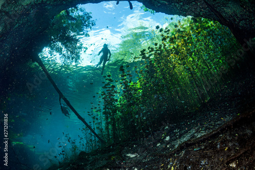 Tableau sur toile Cave diving in mexican cenotes