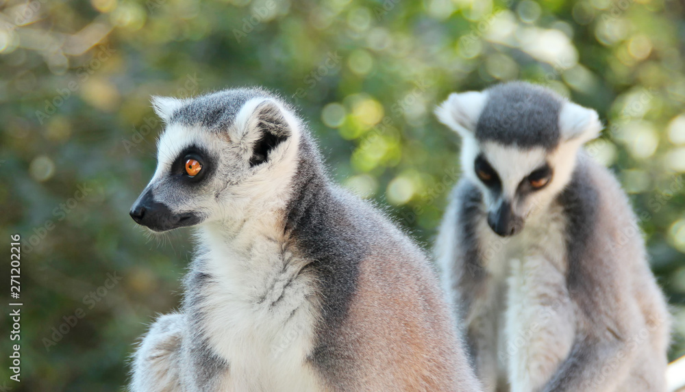 Obraz premium ring tailed lemurs on branch of tree