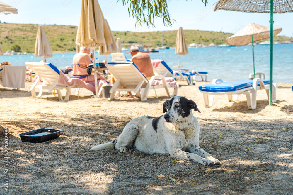 A street dog laying down on the beach in a sunny day. Bodrum , Turkey