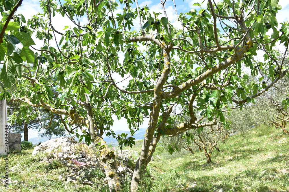 Il fico comune è un albero da frutto il cui frutto si chiama fico. Appartiene alla famiglia delle moraceae Il fico comune è un albero da frutto il cui frutto si chiama fico. Appartiene alla famiglia delle moraceae