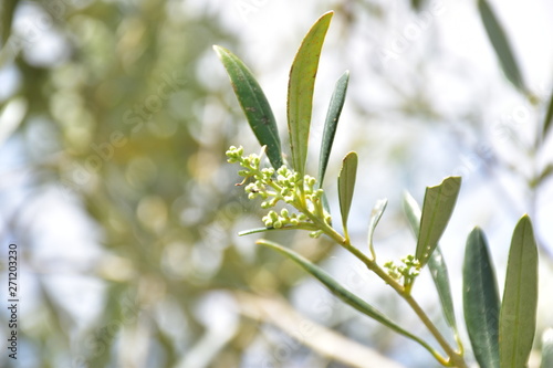 Zagara delle olive, infiorescenza dell'ulivo photo