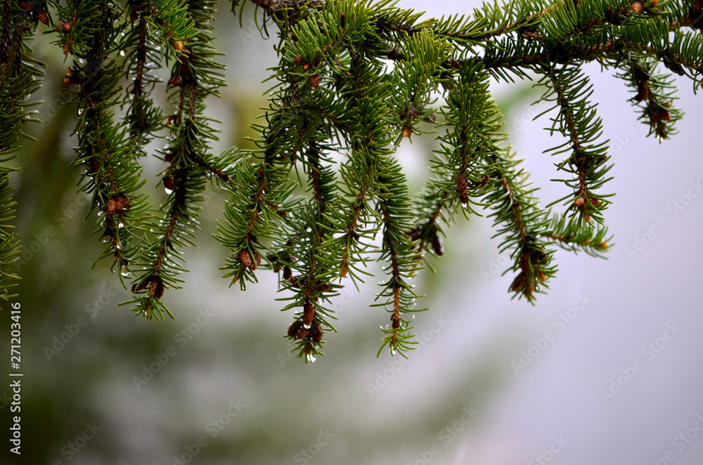 branch of spruce with raindrops in macro mode branch of spruce with raindrops in macro mode