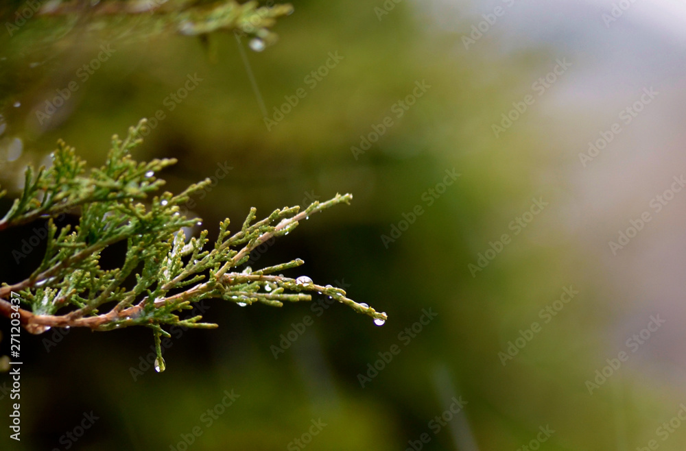 juniper branch with raindrops in macro mode juniper branch with raindrops in macro mode