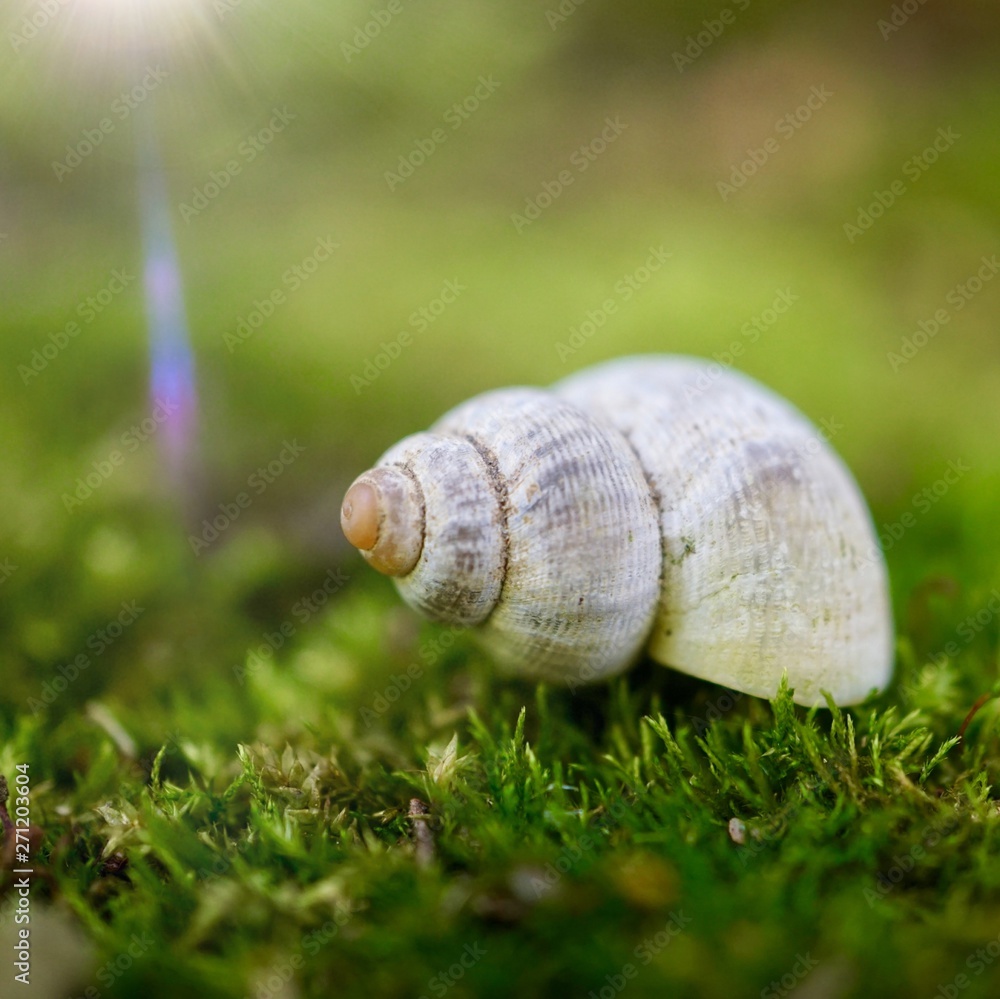 white snail in the nature in summer, snail in the garden white snail in the nature in summer, snail in the garden