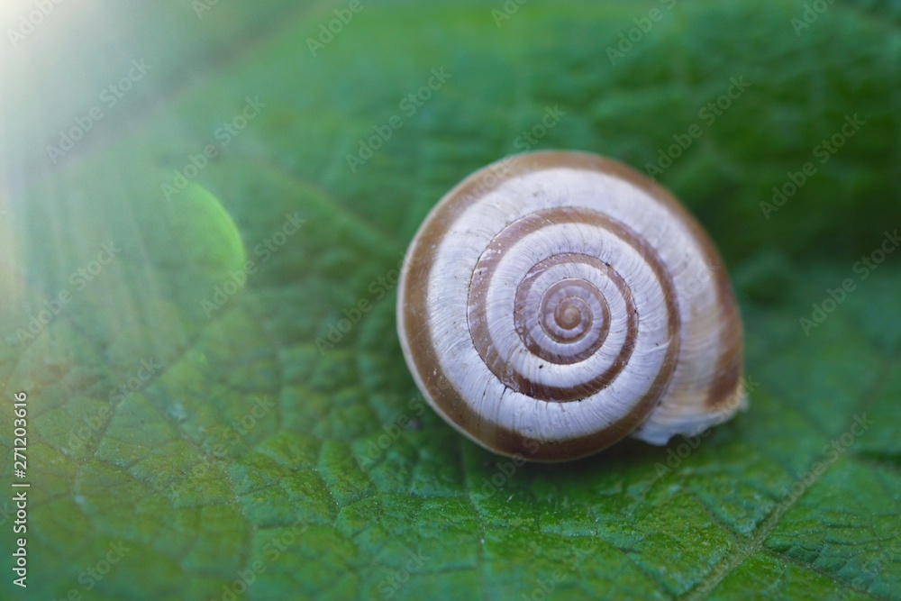 white snail in the nature in summer, snail in the garden white snail in the nature in summer, snail in the garden