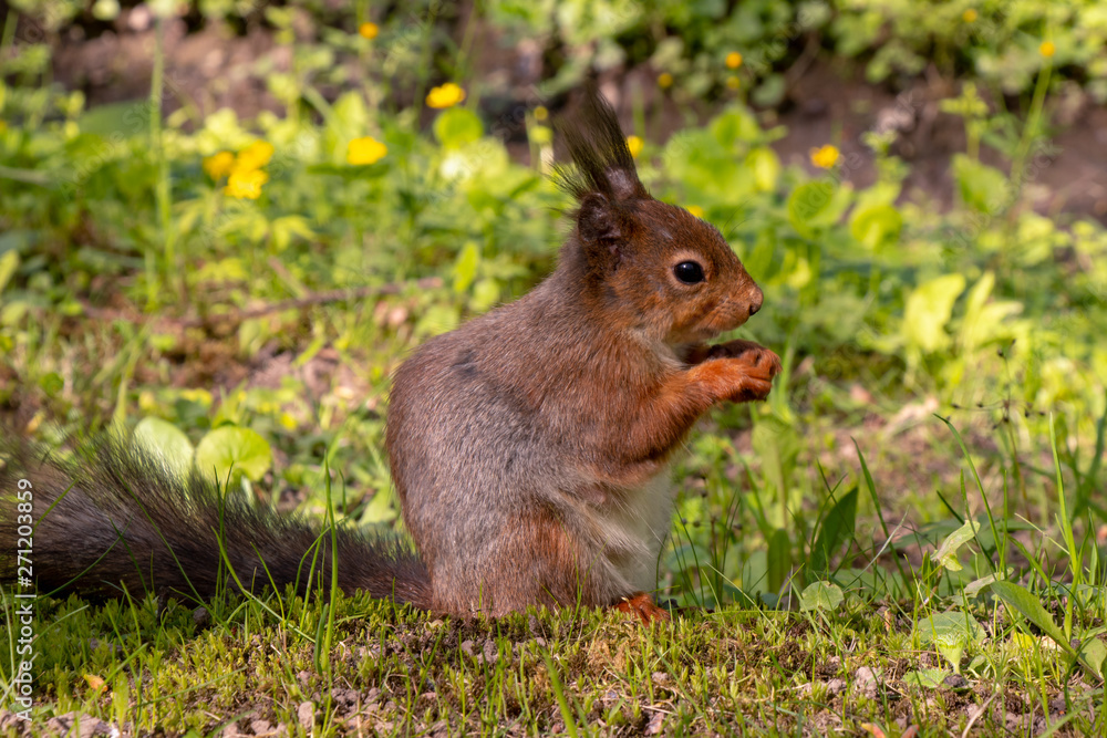 Red squirrel sitting on summer meadow and eating nuts Red squirrel sitting on summer meadow and eating nuts