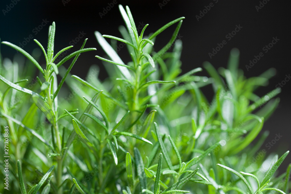 Obraz premium fresh rosemary herb grow outdoor