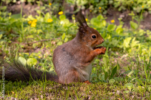 Red squirrel sitting on summer meadow and eating nuts