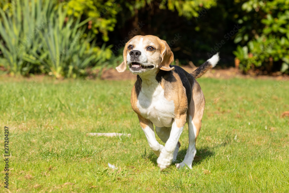 beagle running in the garden