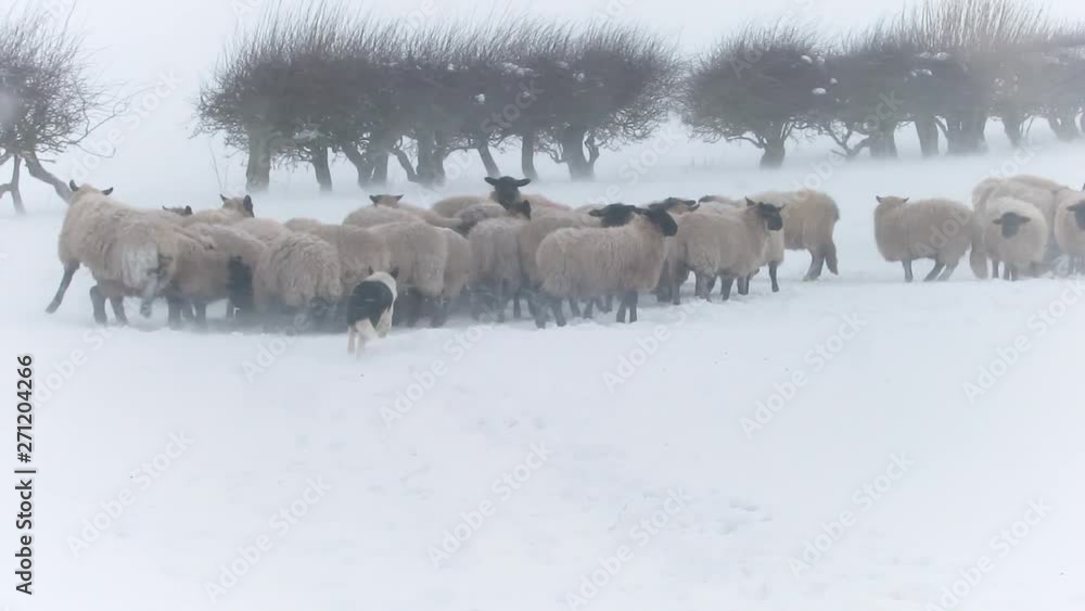 Sheep crowding around feed troughs during a winter snow blizzard Sheep crowding around feed troughs during a winter snow blizzard