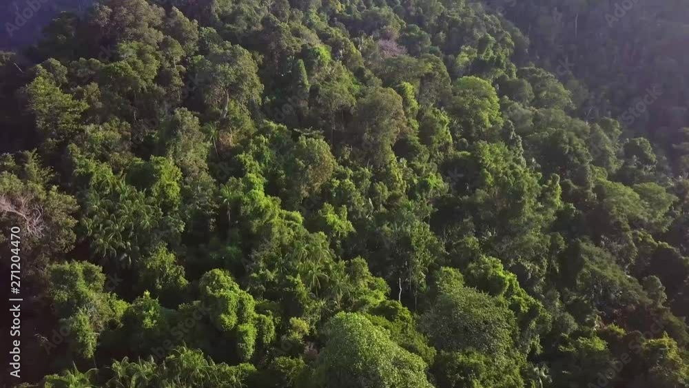 4K Aerial: Fly over and pan down aerial view of a beautiful tropical forest at Pulau Pangkor, Malaysia during sunrise. 4K Aerial: Fly over and pan down aerial view of a beautiful tropical forest at Pulau Pangkor, Malaysia during sunrise.