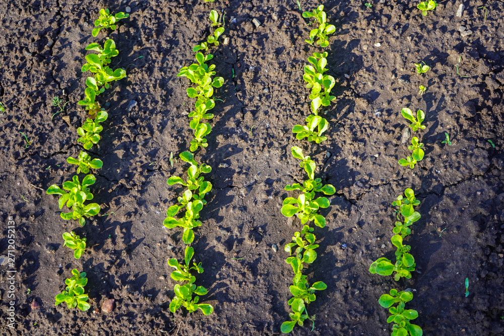 Green shoots in the garden. Seedling growing out of dark compost soil in a real garden, in the early spring. Shows bright green and stems. Green shoots in the garden. Seedling growing out of dark compost soil in a real garden, in the early spring. Shows bright green and stems.