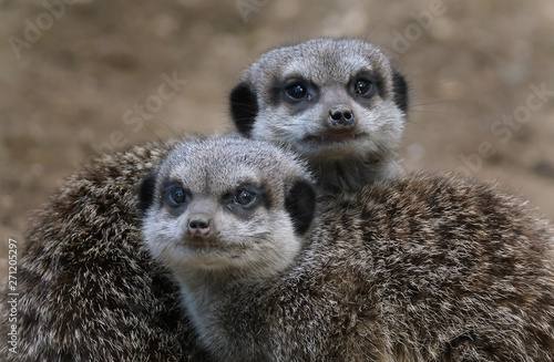The meerkat or suricate is a small carnivoran belonging to the mongoose family. © Paul