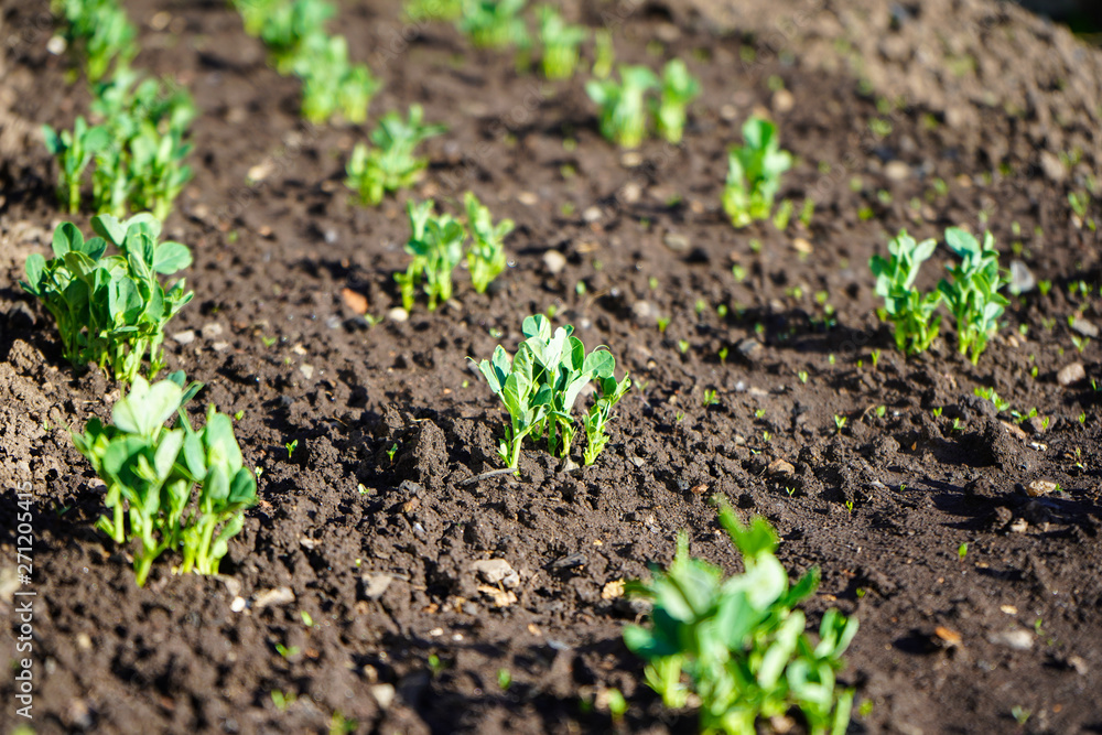 Green shoots in the garden. Seedling growing out of dark compost soil in a real garden, in the early spring. Shows bright green and stems. Green shoots in the garden. Seedling growing out of dark compost soil in a real garden, in the early spring. Shows bright green and stems.