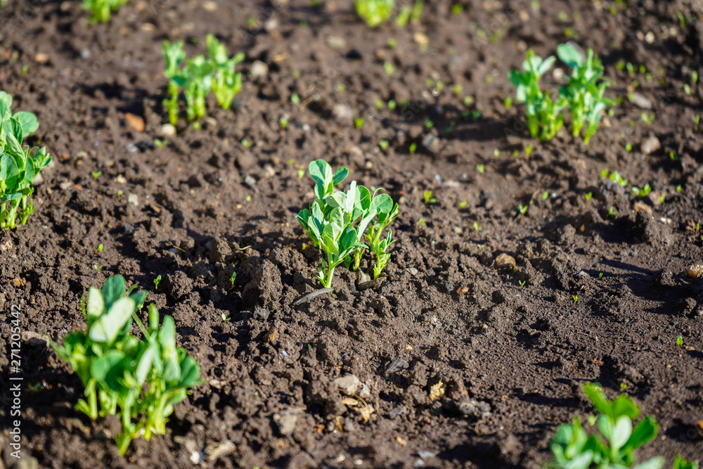 Green shoots in the garden. Seedling growing out of dark compost soil in a real garden, in the early spring. Shows bright green and stems. Green shoots in the garden. Seedling growing out of dark compost soil in a real garden, in the early spring. Shows bright green and stems.