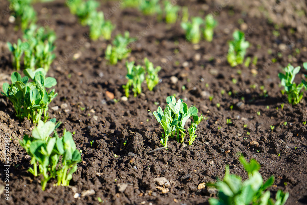Green shoots in the garden. Seedling growing out of dark compost soil in a real garden, in the early spring. Shows bright green and stems. Green shoots in the garden. Seedling growing out of dark compost soil in a real garden, in the early spring. Shows bright green and stems.