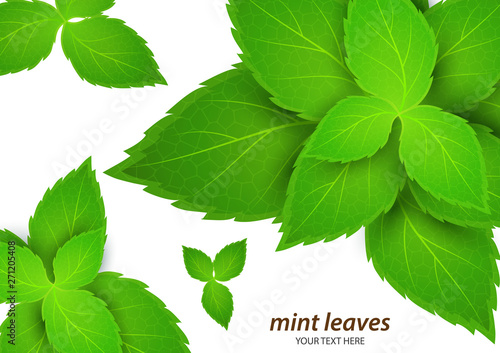 Fresh mint on a white background. Menthol is a healthy scent. Herbal natural plant. Mint green leaves. Vector illustration for your design.