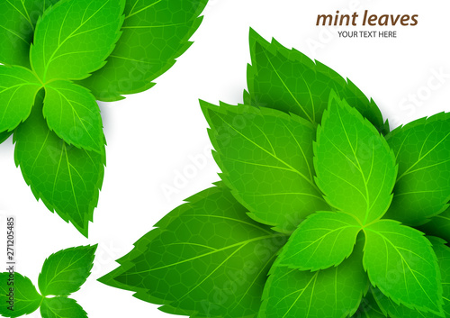Fresh mint on a white background. Menthol is a healthy scent. Herbal natural plant. Mint green leaves. Vector illustration for your design.