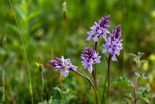 Wild Orchis in The Netherlands