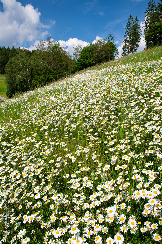 Obraz premium sommerliche Blumenwiese Querformat