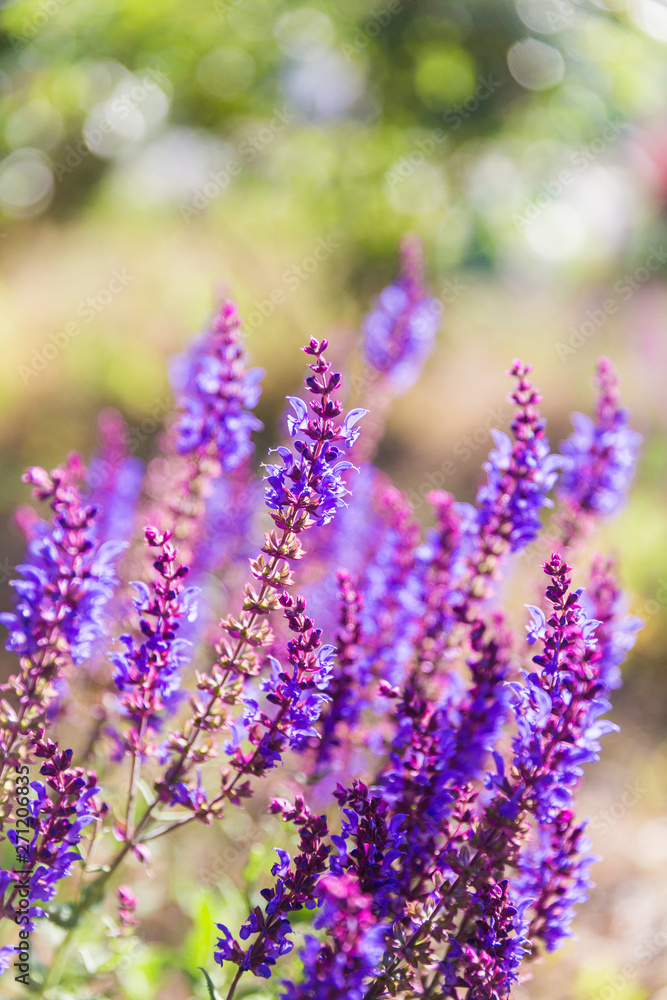 Obraz premium Outdoor spring, blooming lavender , Salvia nemorosa，lavender