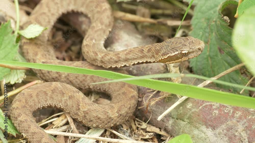 UHD closeup graded shot of the baby Gloydius halys, aka Siberian pit viper or Halys viper or Halys pit viper UHD closeup graded shot of the baby Gloydius halys, aka Siberian pit viper or Halys viper or Halys pit viper