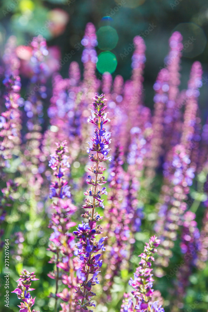 Outdoor spring, blooming lavender , Salvia nemorosa,lavender Outdoor spring, blooming lavender , Salvia nemorosa,lavender