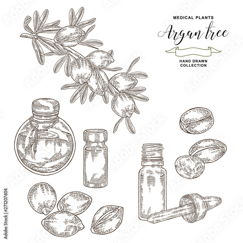 Argan tree, argania spinosa branch with nuts and flowers. Glass bottles of oil. Medical and cosmetic plants. Vector illustration engraved.