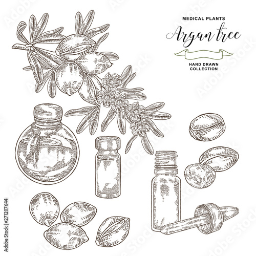 Argan tree, argania spinosa branch with nuts and glass bottles of oil. Medical and cosmetic plants. Vector illustration engraved.