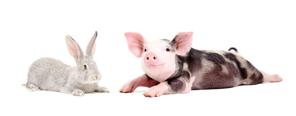 Funny pig and cute rabbit together isolated on white background