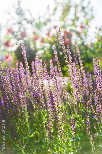 Outdoor spring  blooming lavender   Salvia nemorosa   lavender