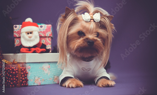 Portrait yorkshire terrier in Korean haircut. New Year, Christmas concept decarations gift boxes and Santa on purple background