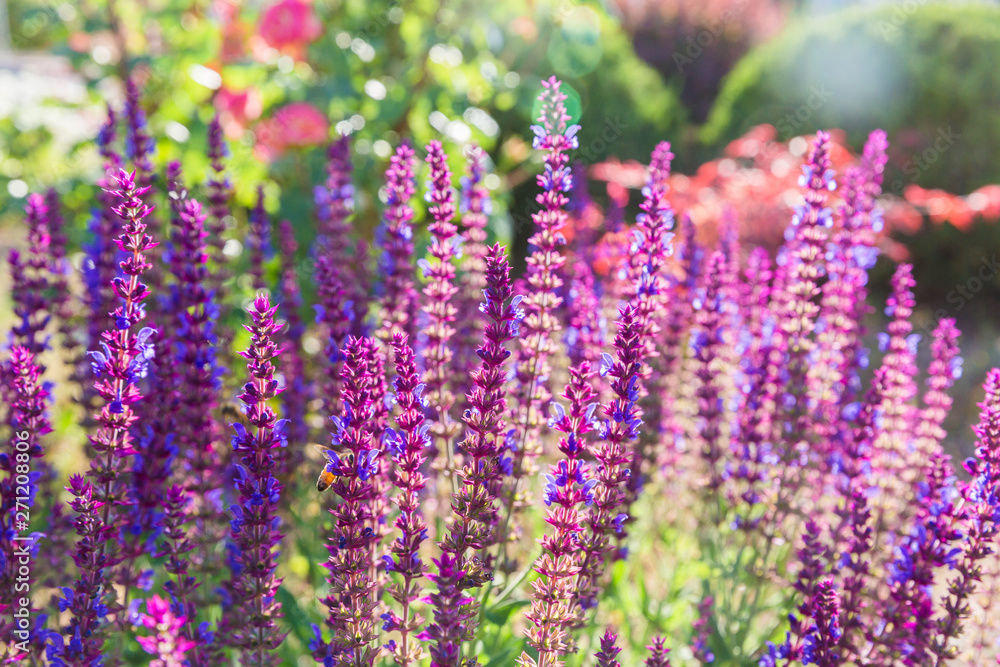 Obraz premium Outdoor spring, blooming lavender , Salvia nemorosa，lavender