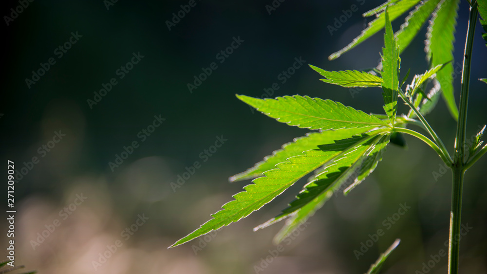 Textured cannabis leaves are impressive.The backlit, evening light hemp leaves.Green leaves glow in the sun.Forest thickets.Forest hygrophilous and shade-tolerant species Textured cannabis leaves are impressive.The backlit, evening light hemp leaves.Green leaves glow in the sun.Forest thickets.Forest hygrophilous and shade-tolerant species