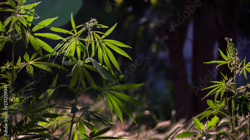 Textured cannabis leaves are impressive.The backlit  evening light hemp leaves.Green leaves glow in the sun.Forest thickets.Forest hygrophilous and shade-tolerant species