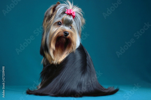 Portrait yorkshire terrier long haired in grooming. Sitting and looking towards back on turquiose background