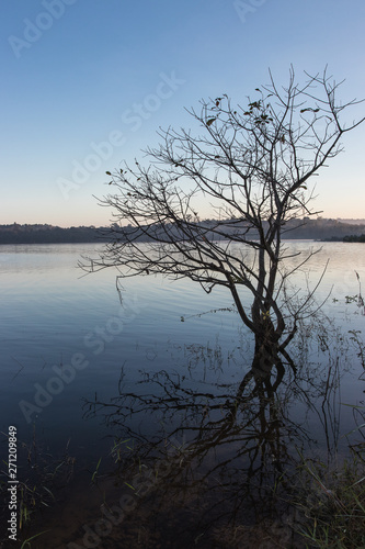 Silhouette of tree in the blue lake at sunrise time  Thailand.