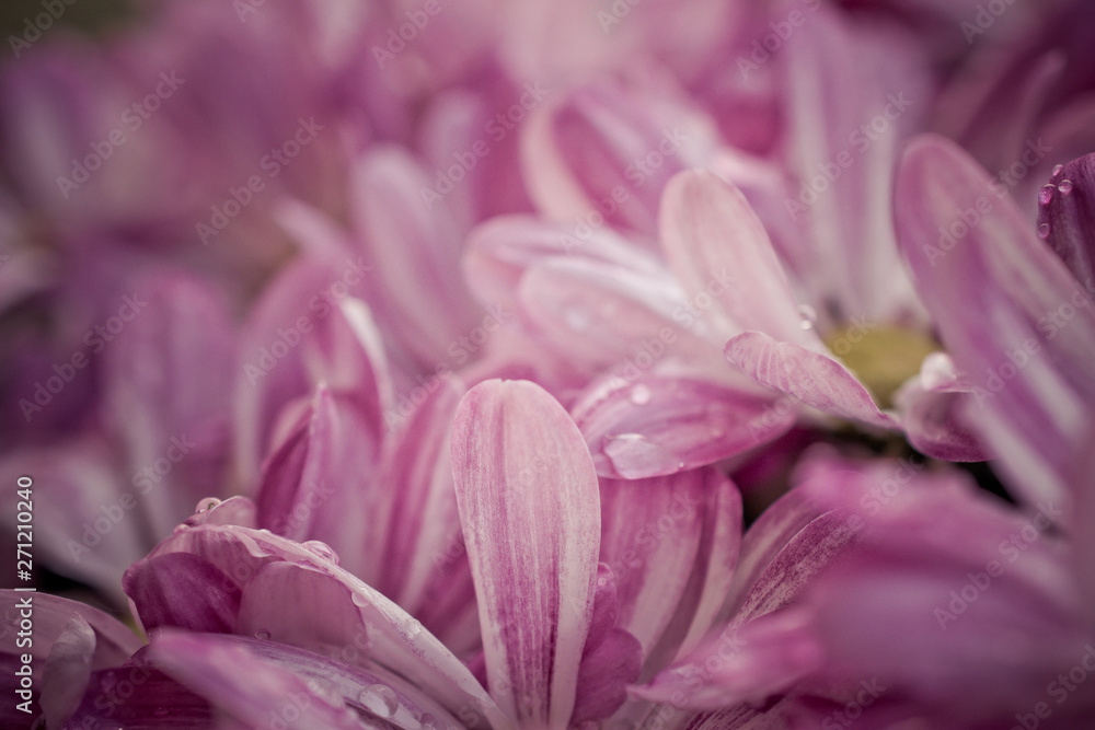 Colorful petals from garden. Macro photography. Colorful petals from garden. Macro photography.