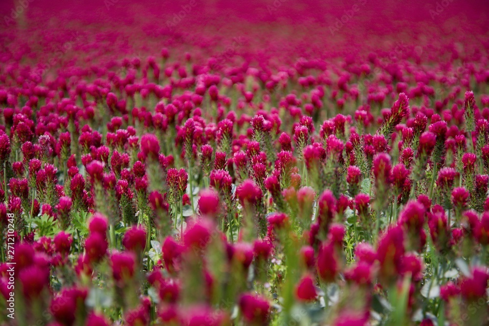 field with blooming red clover