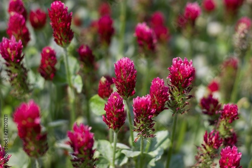 blooming red clover