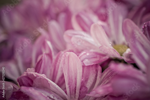 Colorful petals from garden. Macro photography. © Hi, I am Patrik