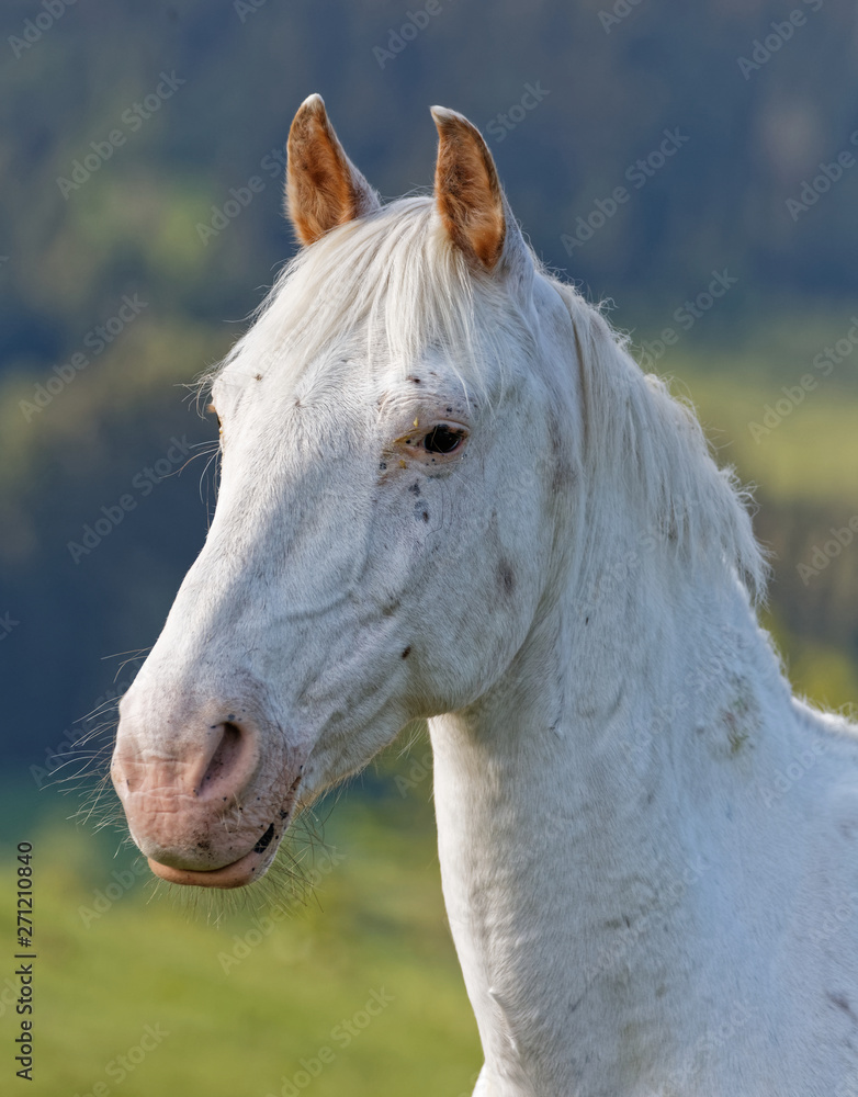 Fototapeta premium Cheval blanc