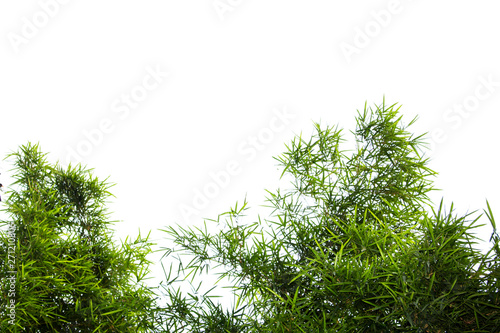 Bamboo leaves isolated on white background