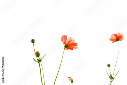 Cosmos orange flowers on isolate background