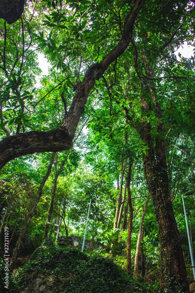 tall trees in tropical rainforest in Malaysia. tall trees in tropical rainforest in Malaysia.