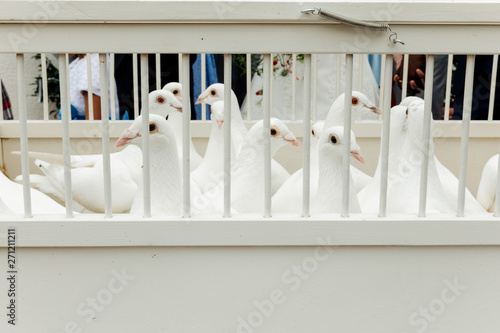 Beautiful White pigeons in cage, doves for wedding in captivity, close up, bird view, cage fence in focus