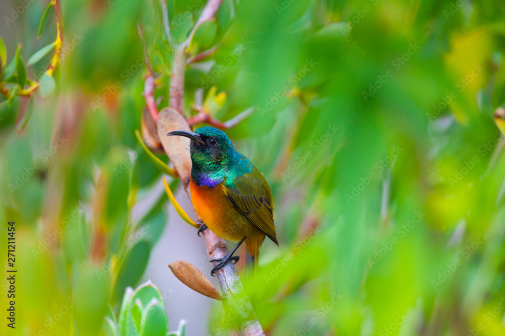 Fototapeta premium Southern Double Collared Sunbird, Kirstenbosch Gardens, Cape Town, South Africa